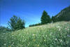 a meadow with so many different flowers just next to Casaccia