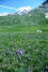 flowers on Alp Flix
