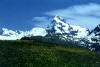 flowers on Alp Flix with snow capped mountains in the back